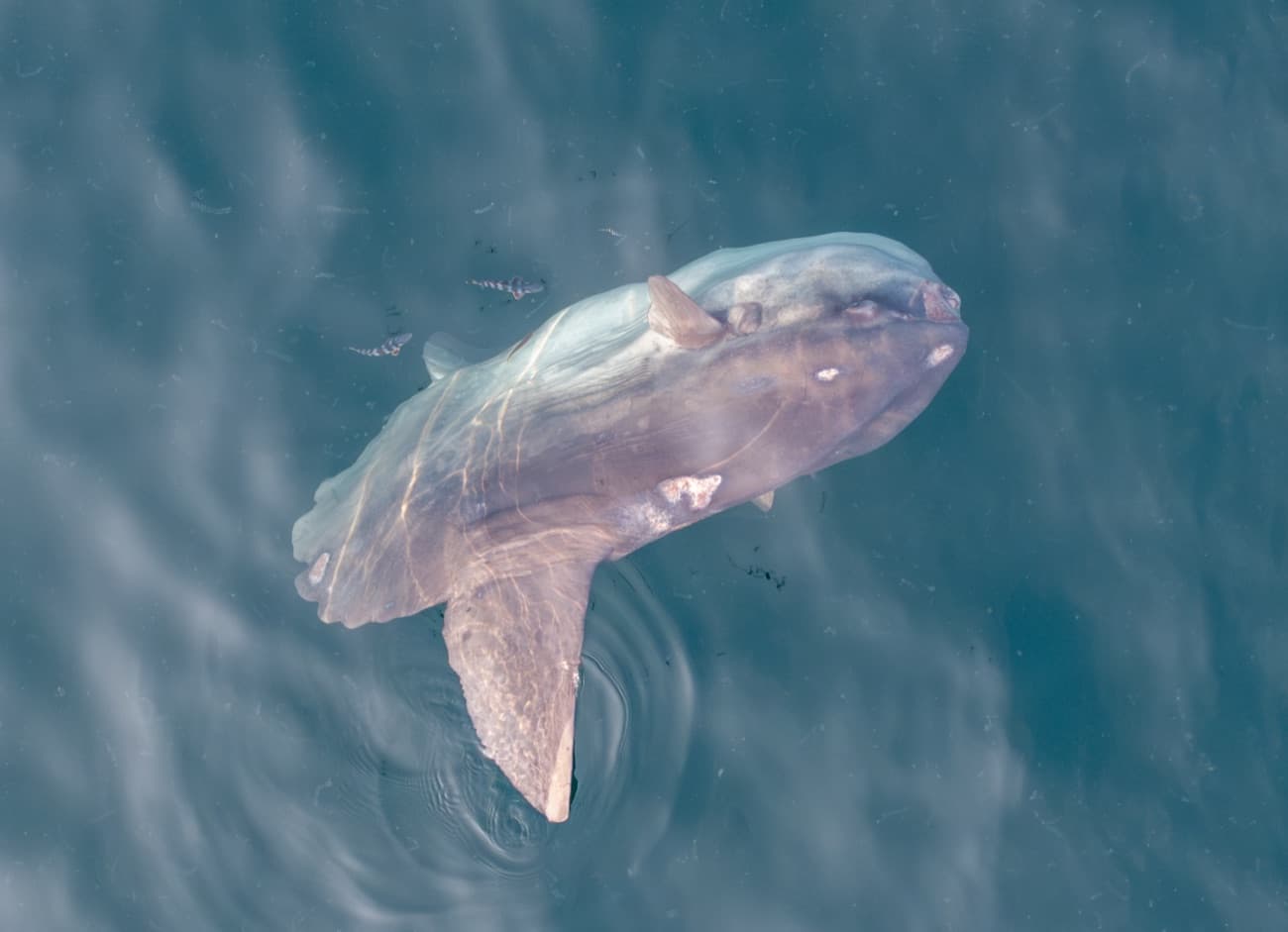 Mola mola