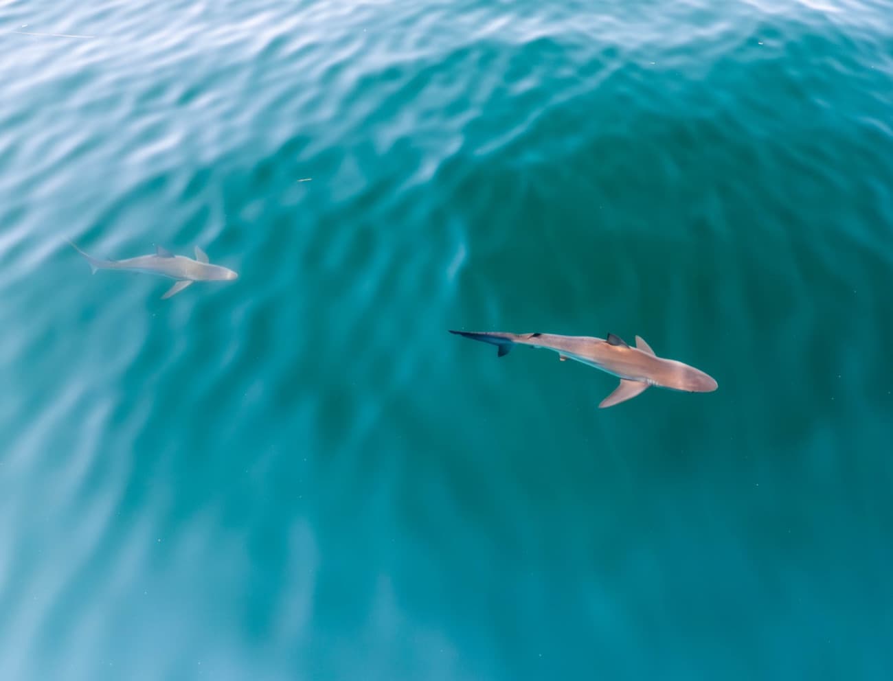 On the hunt